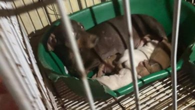 Photo of El destino de los casi 200 perros hallados en un criadero clandestino de Rosario