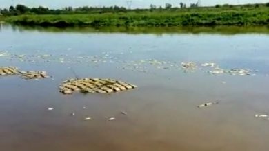 Photo of Mortandad de peces: qué demostraron los análisis sobre el río Salado