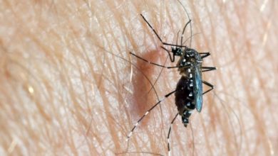 Photo of Con casi cuatro mil casos de dengue durante el año, prevén un aumento en 2022