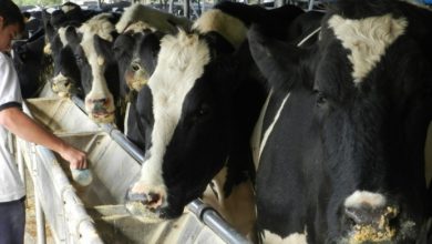 Photo of Santa Fe fortalece su producción láctea y se posiciona en el mercado nacional