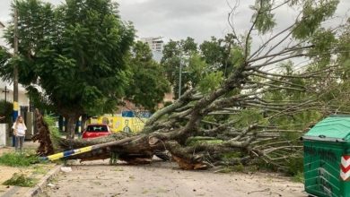Photo of El viento provocó caída de árboles y ocasionó destrozos en varios puntos de Rosario