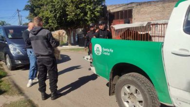 Photo of Maltrato animal en Santa Fe: rescataron a cuatro perros en cautiverio