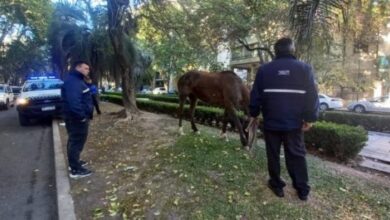 Photo of Qué hay detrás de la aparición de un caballo en Pichincha