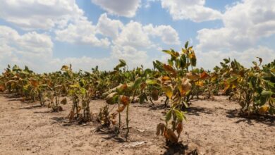 Photo of Por la sequía, se declaró la emergencia agropecuaria en toda la provincia