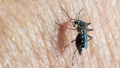 Photo of Vuelve el calor y prevén un aumento del riesgo de dengue