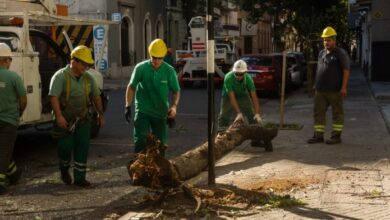 Photo of Habrá nuevos operativos de remoción de árboles con riesgo potencial de caída