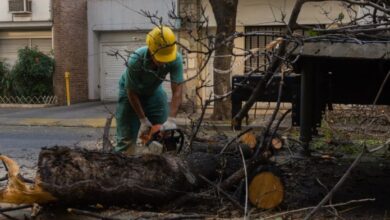 Photo of La Municipalidad extraerá 10 árboles con riesgo de caída durante el fin de semana