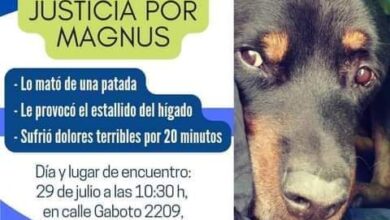Photo of Marcharán para pedir justicia por Magnus, un perro asesinado a golpes