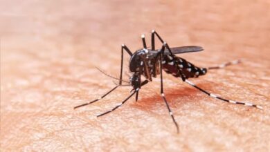 Photo of La epidemia del dengue causó 37 muertes en menos de dos meses en Argentina